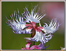 OEILLET